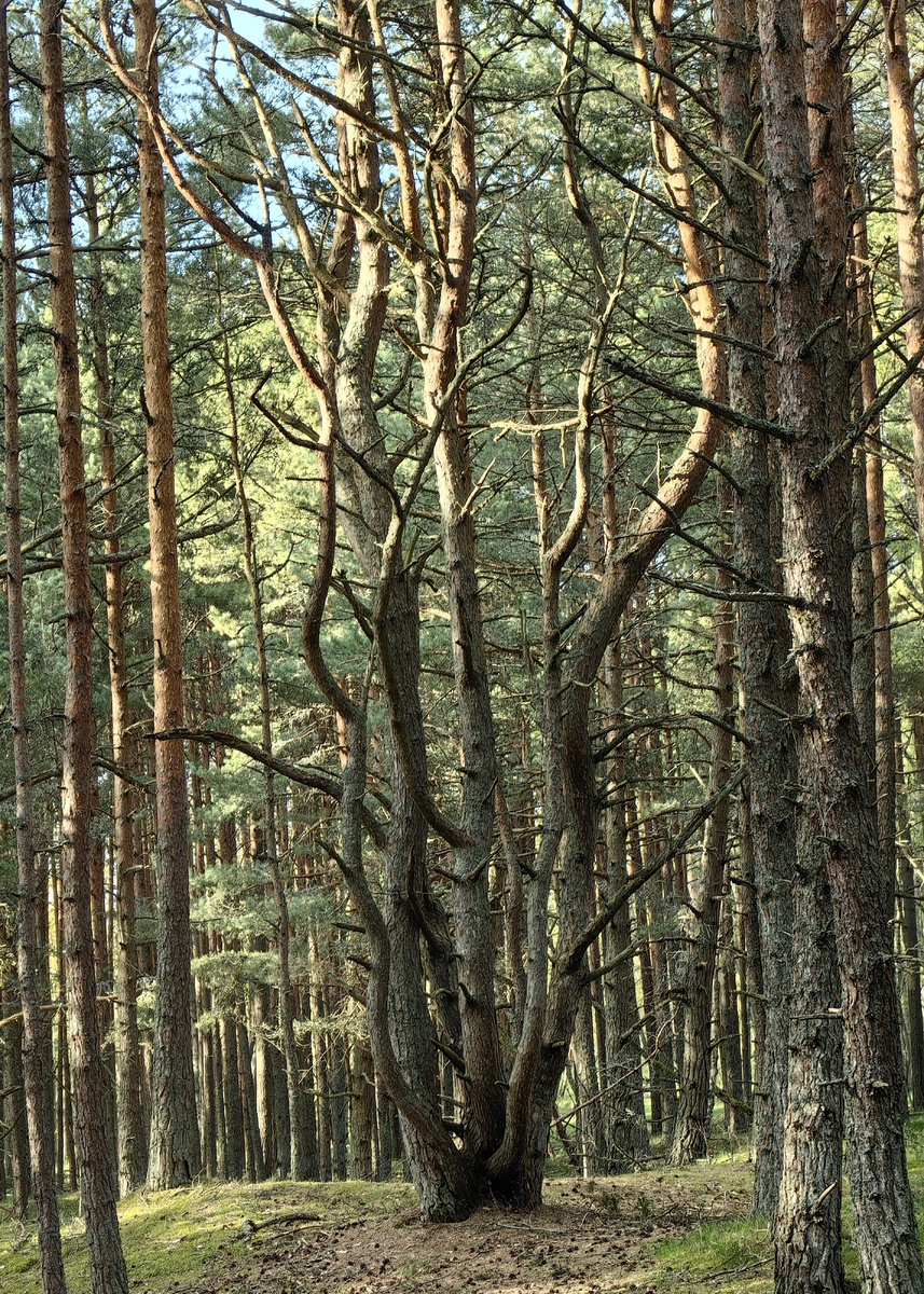 Многостволовая сосна "Пламя"