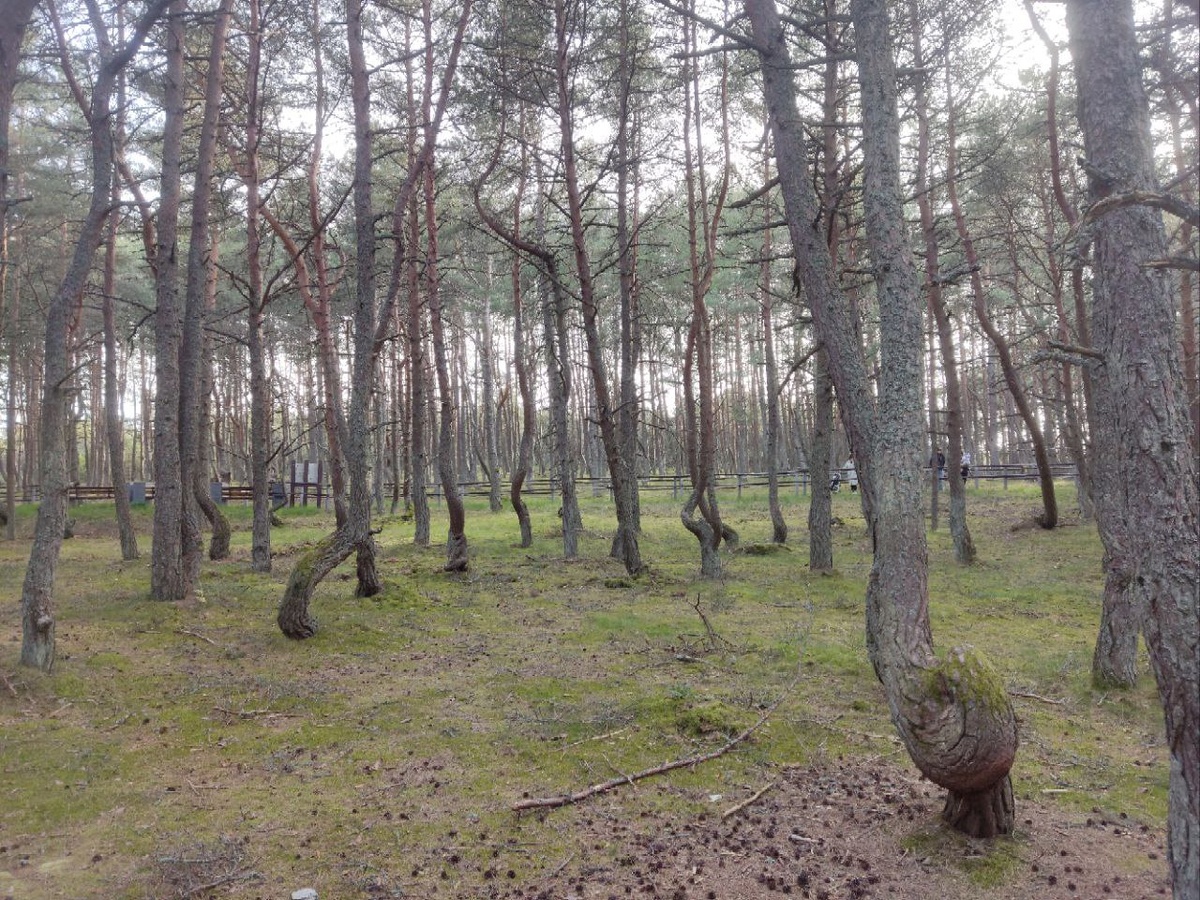 Практически весь лес с каким то изъяном