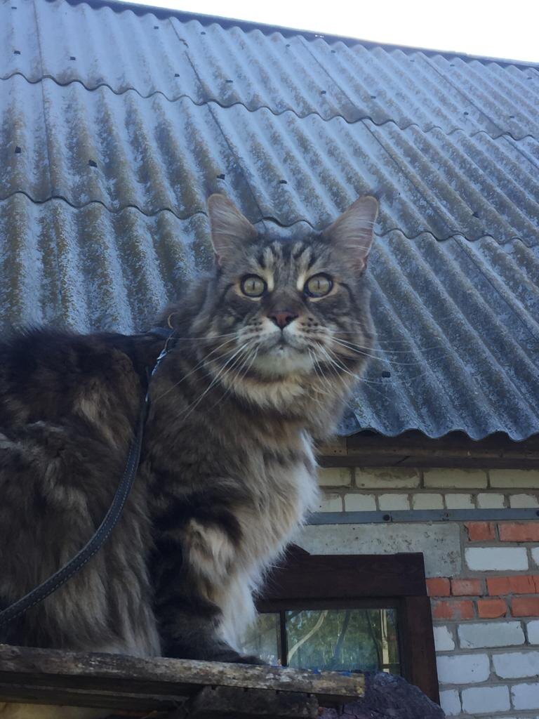 Главное- быть выше всех. Доминировать!