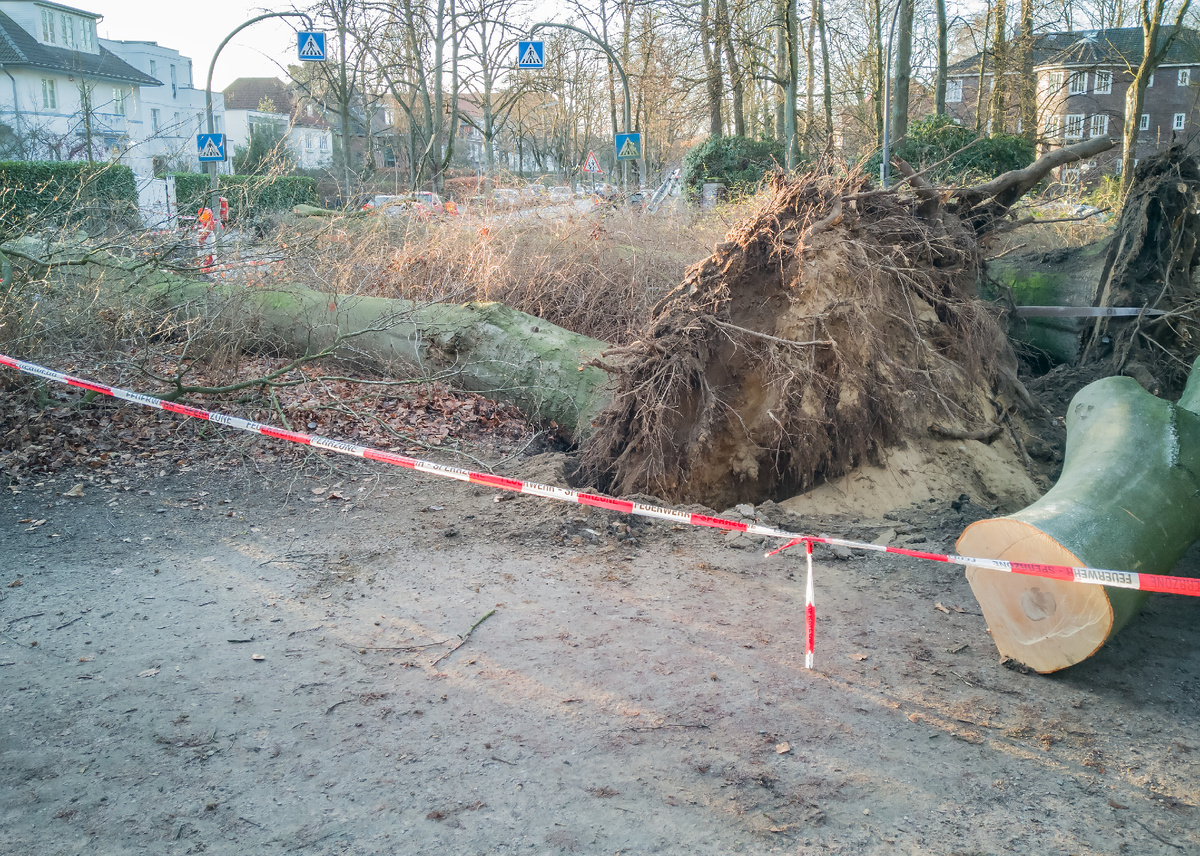 Расчистка территории под строительство загородного дома