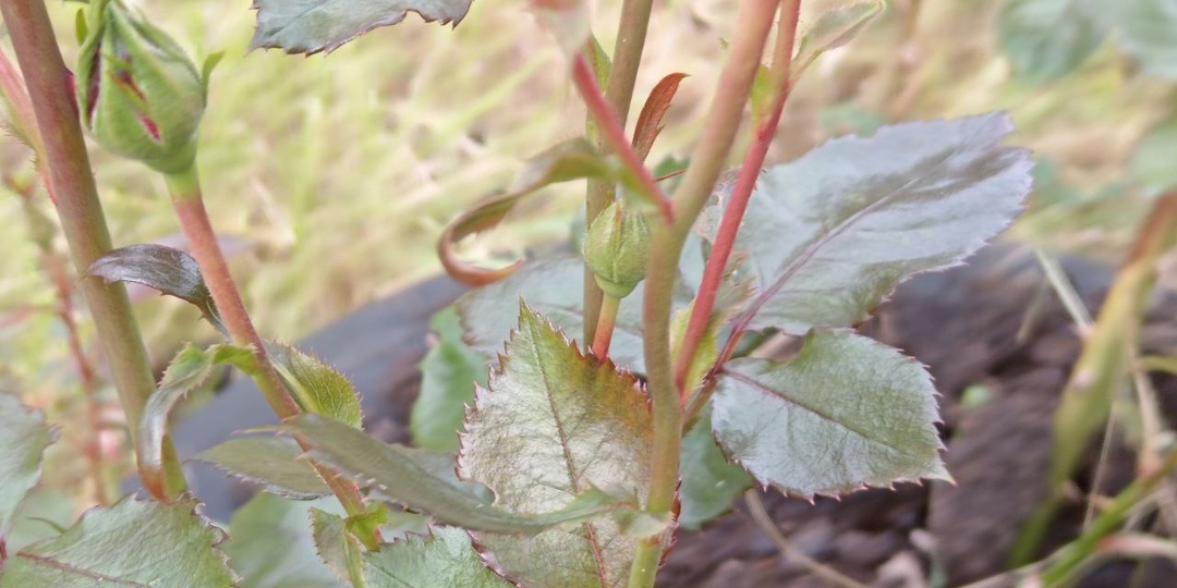 1 ст. л. на 10 л воды для роз. Вношу удобрение для пышного и долгого цветения роз