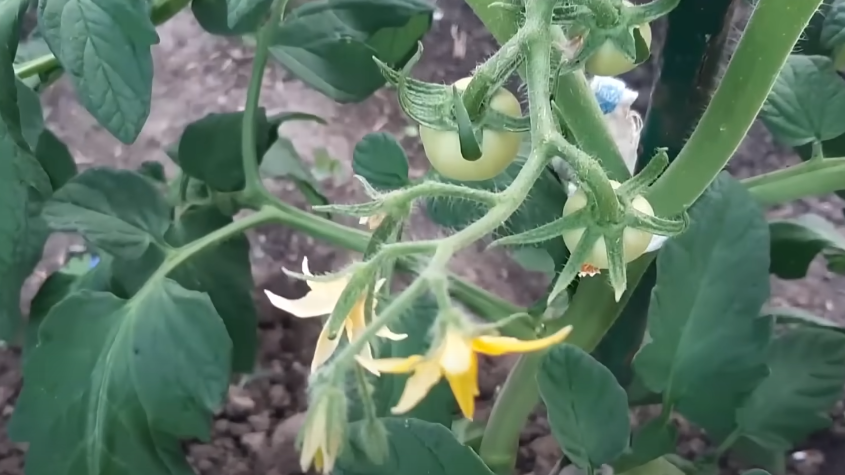 кусты ломятся от завязей размером с крупную горошину