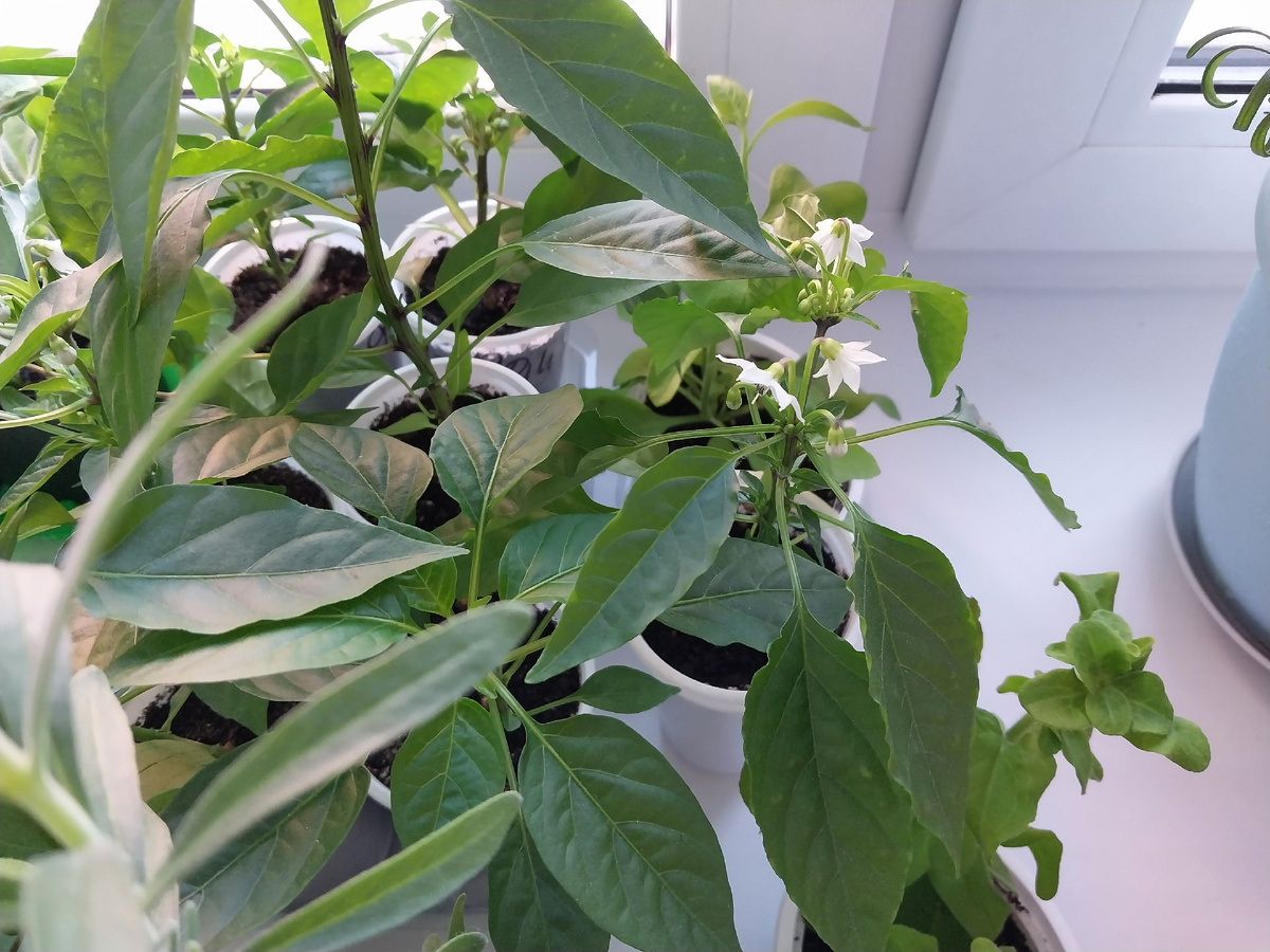 Мои перчики в начале мая.