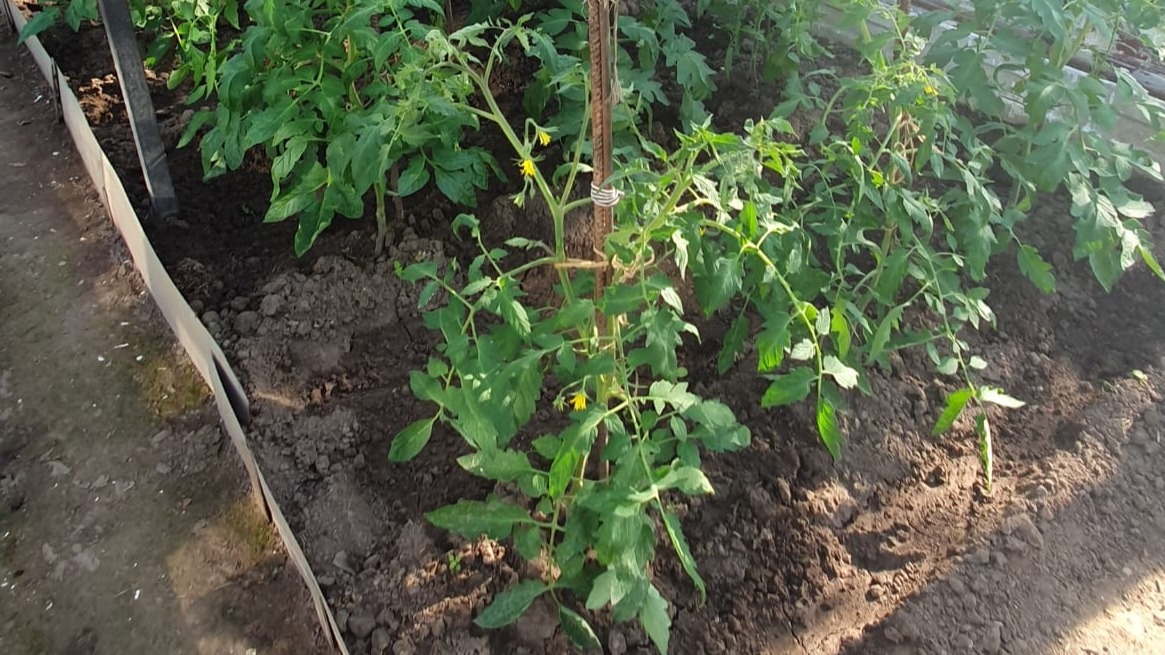 Конец июня - это пик вегетации