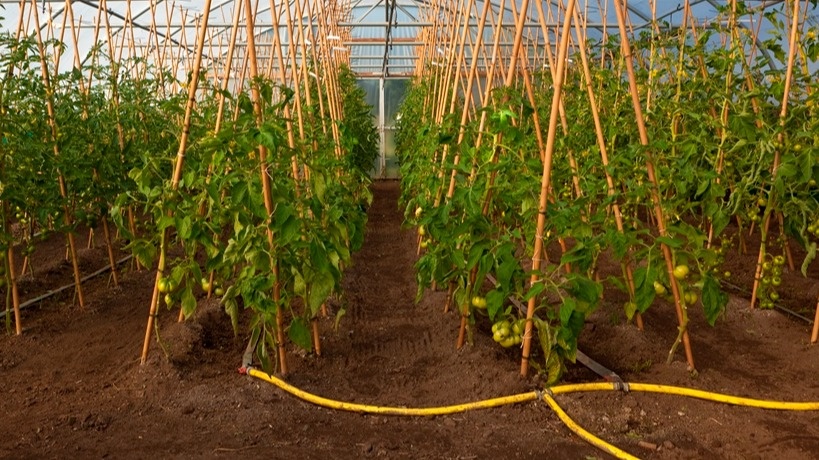Капельный полив с минимальными дозами