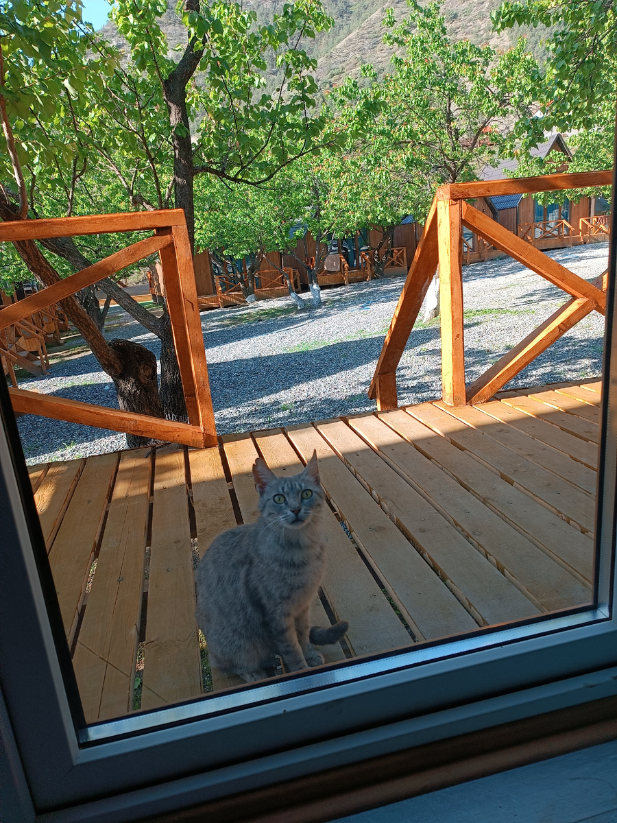 Ну, здраствуйте! Вам у нас нравится? А корм еще остался? Остался? Тогла я еще приду. И ведь приходила все 3 дня.