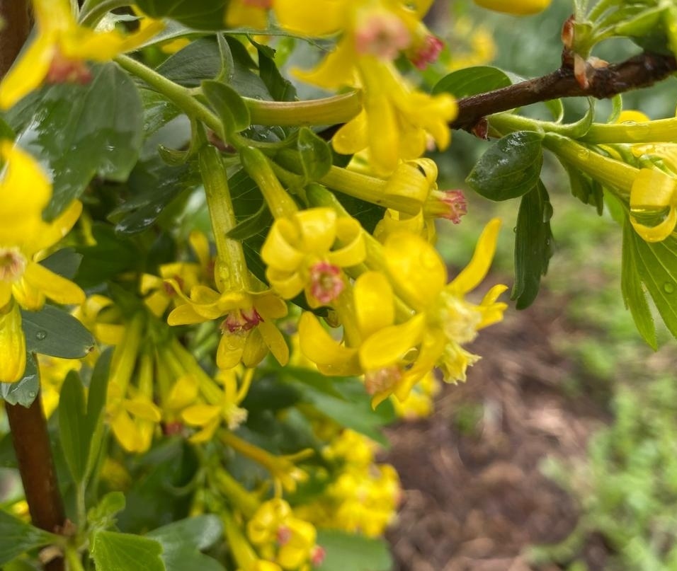 Цветки йошты