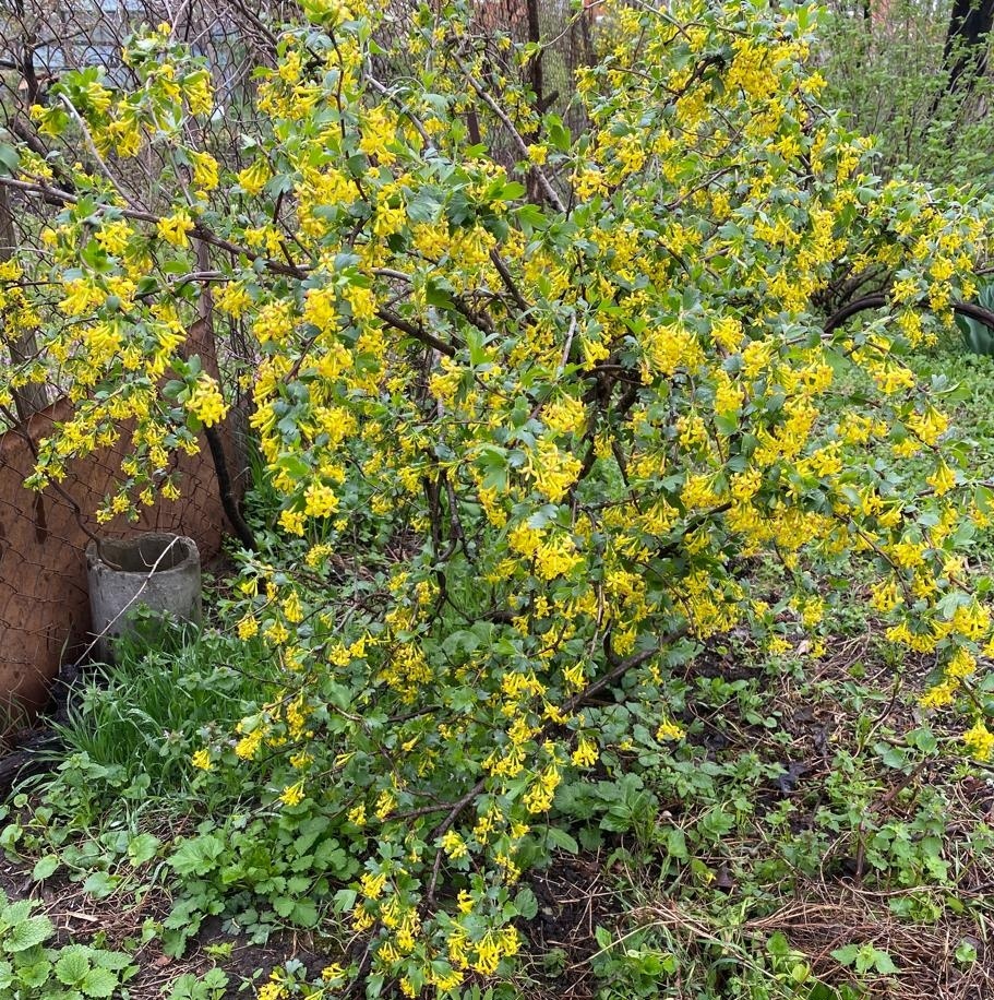 Йошта весной