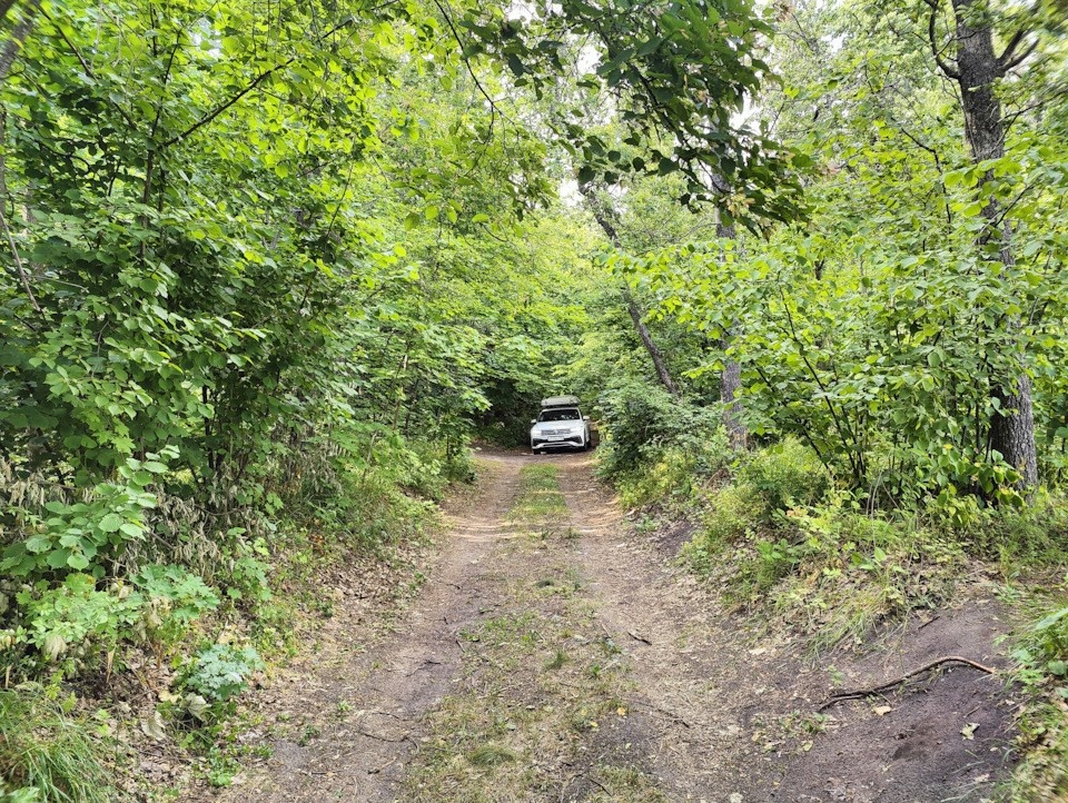 Лесная дорожка