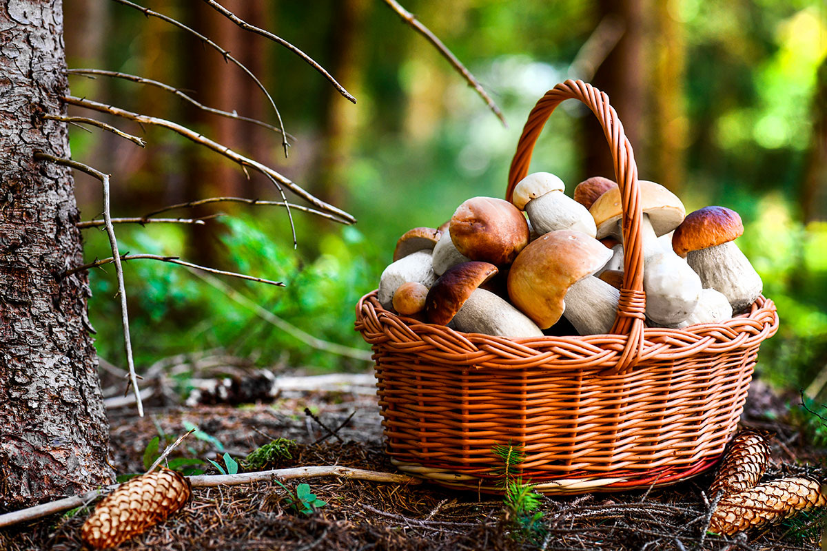     Снимок носит иллюстративный характер. Фото: Krasula / Shutterstock.com