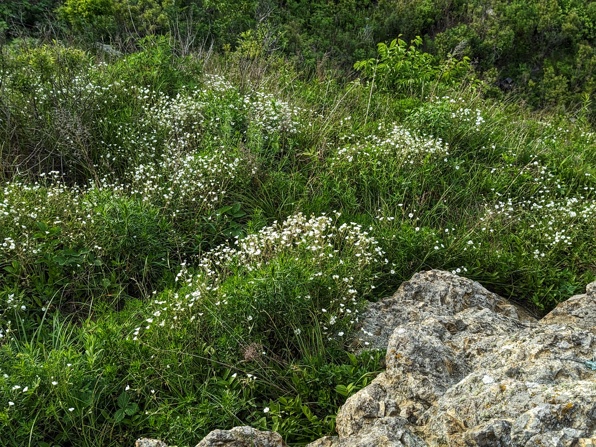 Радуют глаз белые цветочки ясколки. 
