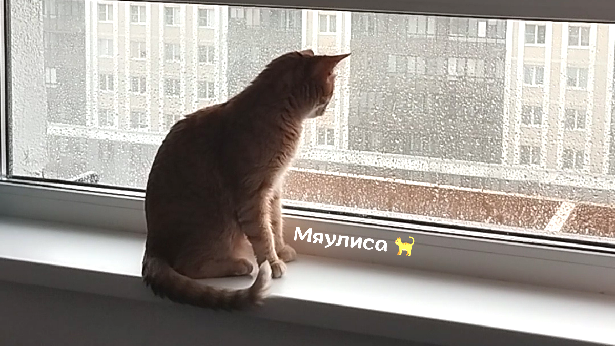 Фото: Я, Василиса, сижу на подоконнике, смотрю на дождь и думаю — автор: Каролина, @Myaulisa