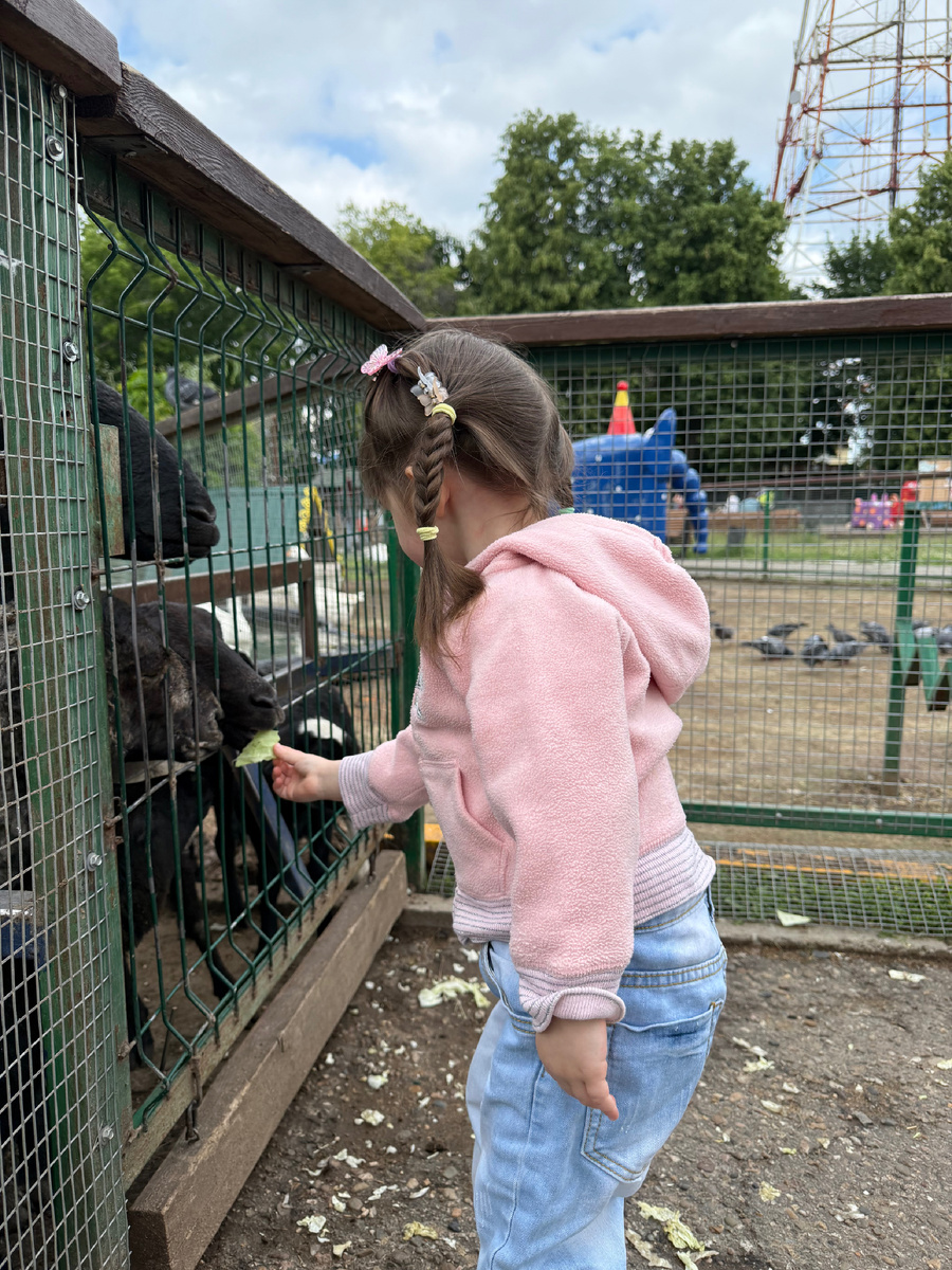 Кормим овец