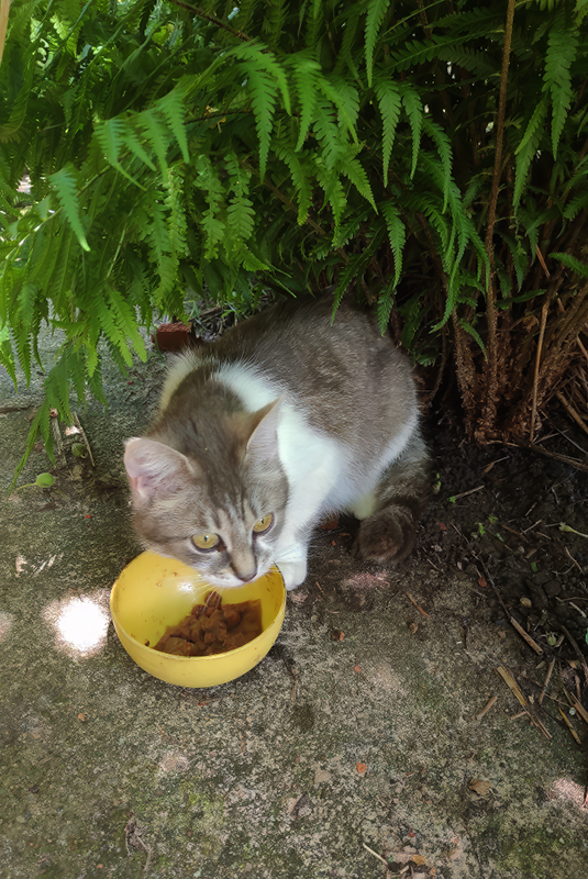 Молодая мама, сама еще котенок по сути