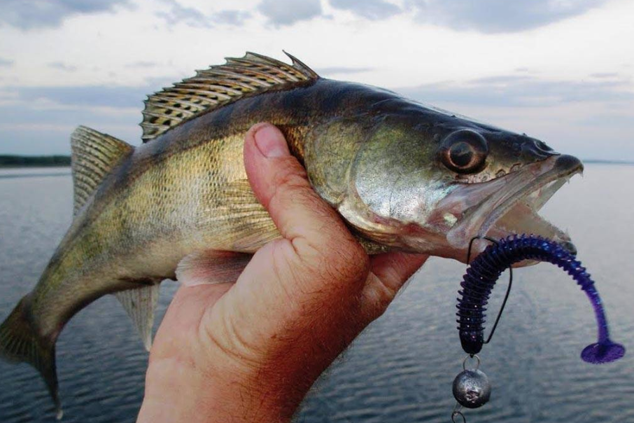 Фото с сайта: https://avatars.dzeninfra.ru