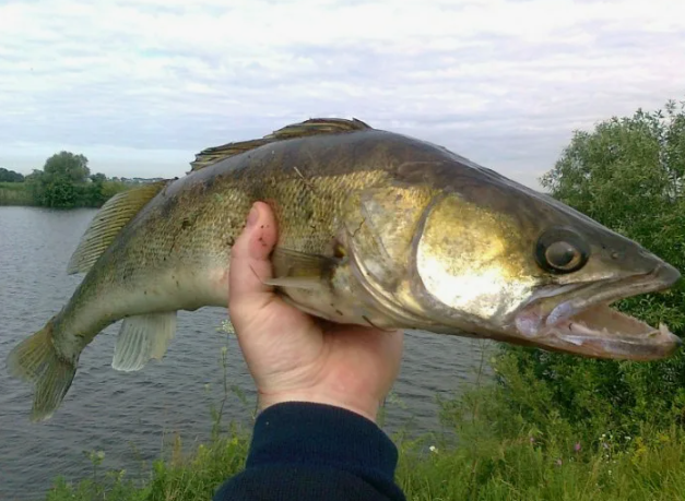 Фото с сайта: https://avatars.dzeninfra.ru