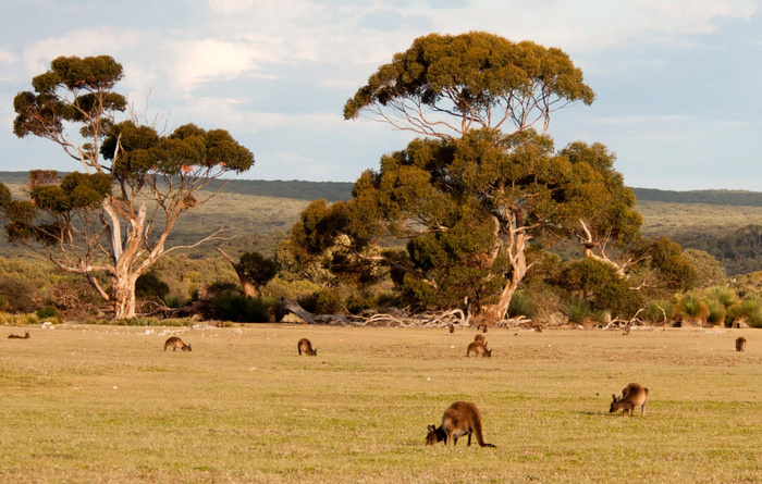 Кенгуру в Австралии