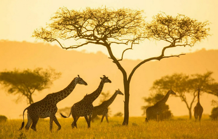 Африканская природа на закате.