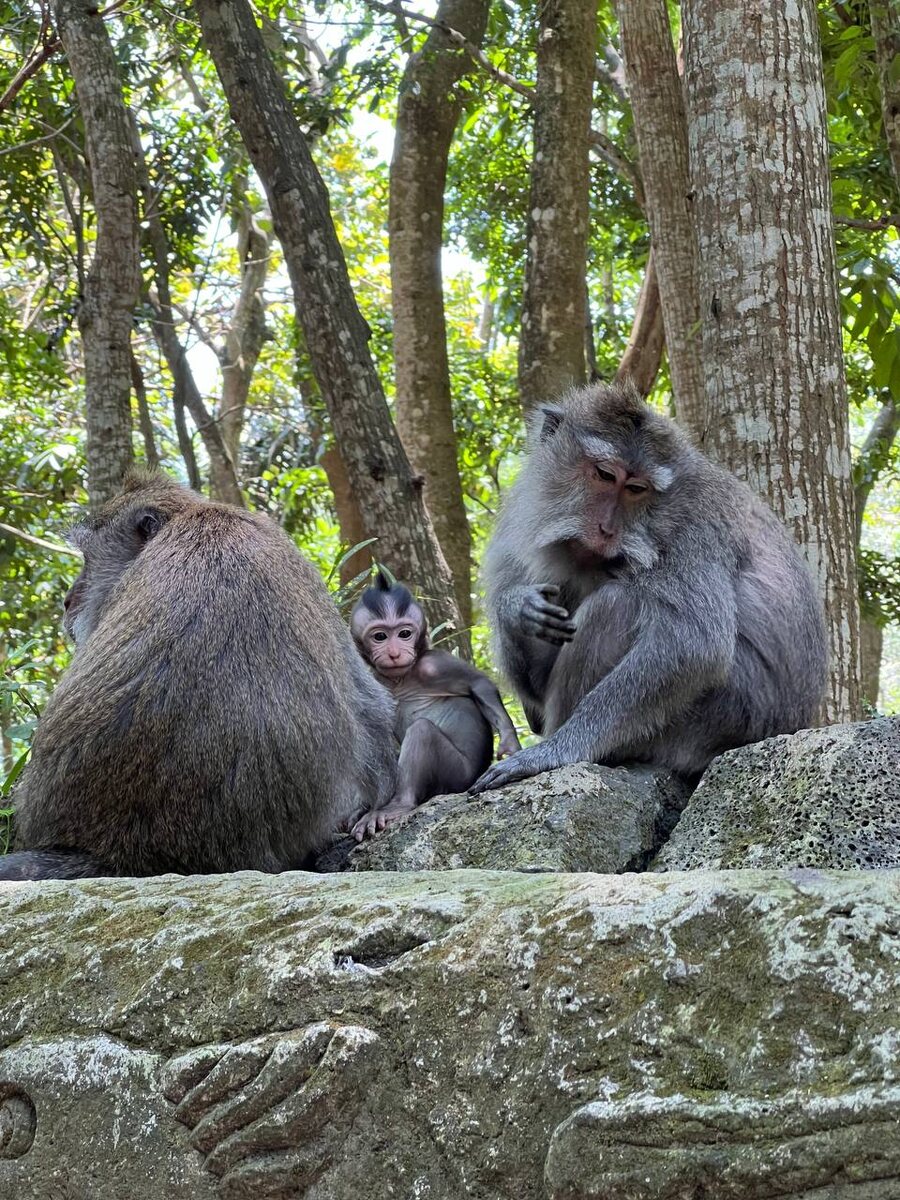 Семейство обезьян