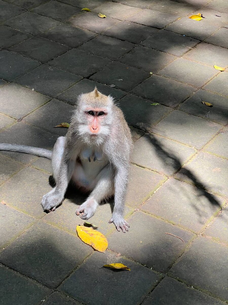 Кормящая мать