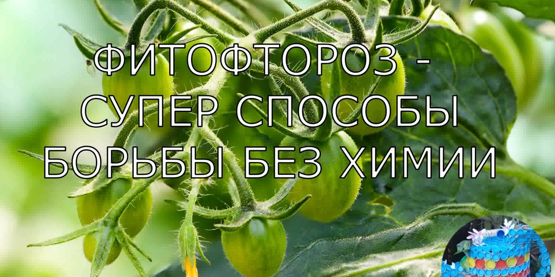 Фитофтороз - супер способ борьбы без химии. 2 средства против фитофторы.