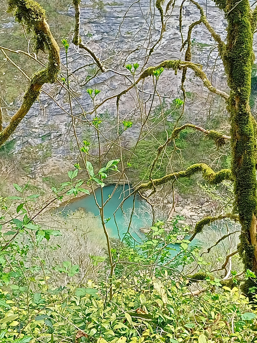 Мертвый самшит, покрытый мхом