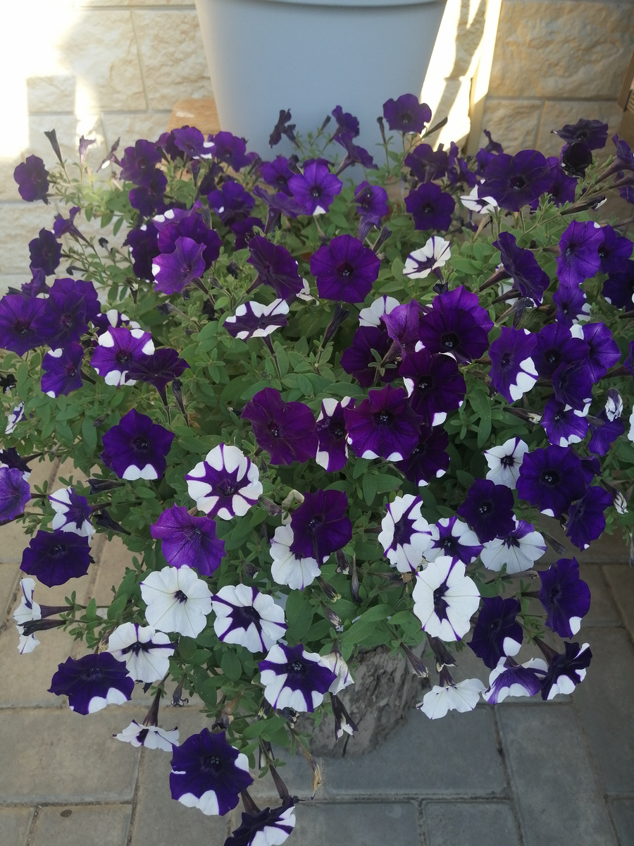 Петуния ШОК ВЕЙВ ПАРПЛ ТАЙ ДАЙ