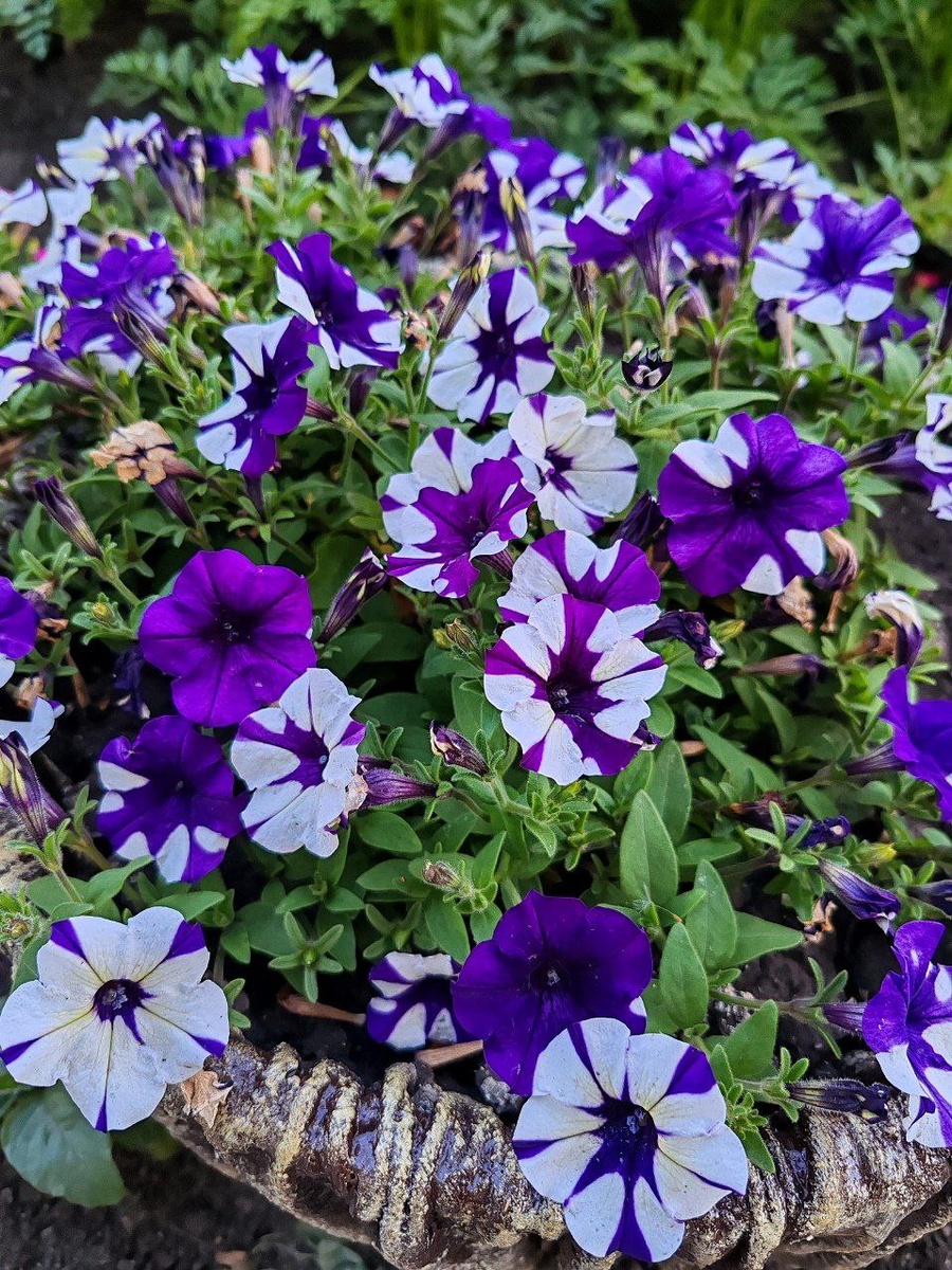 Петуния ШОК ВЕЙВ ПАРПЛ ТАЙ ДАЙ