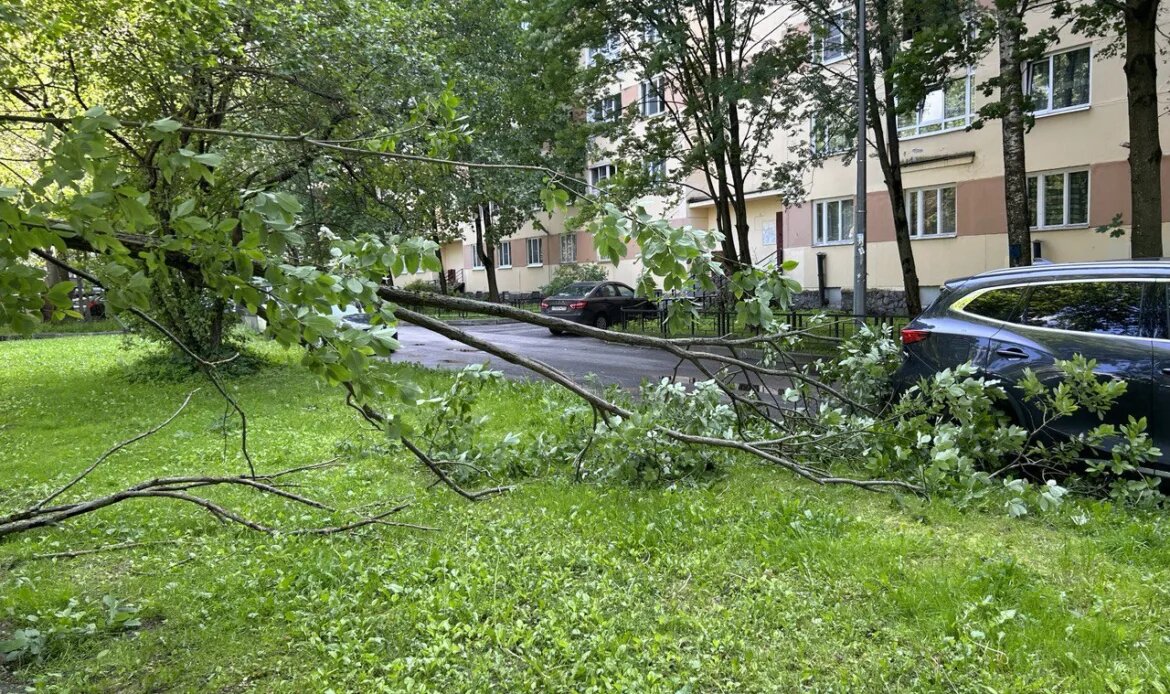    Фото: читатель Gazeta.SPb