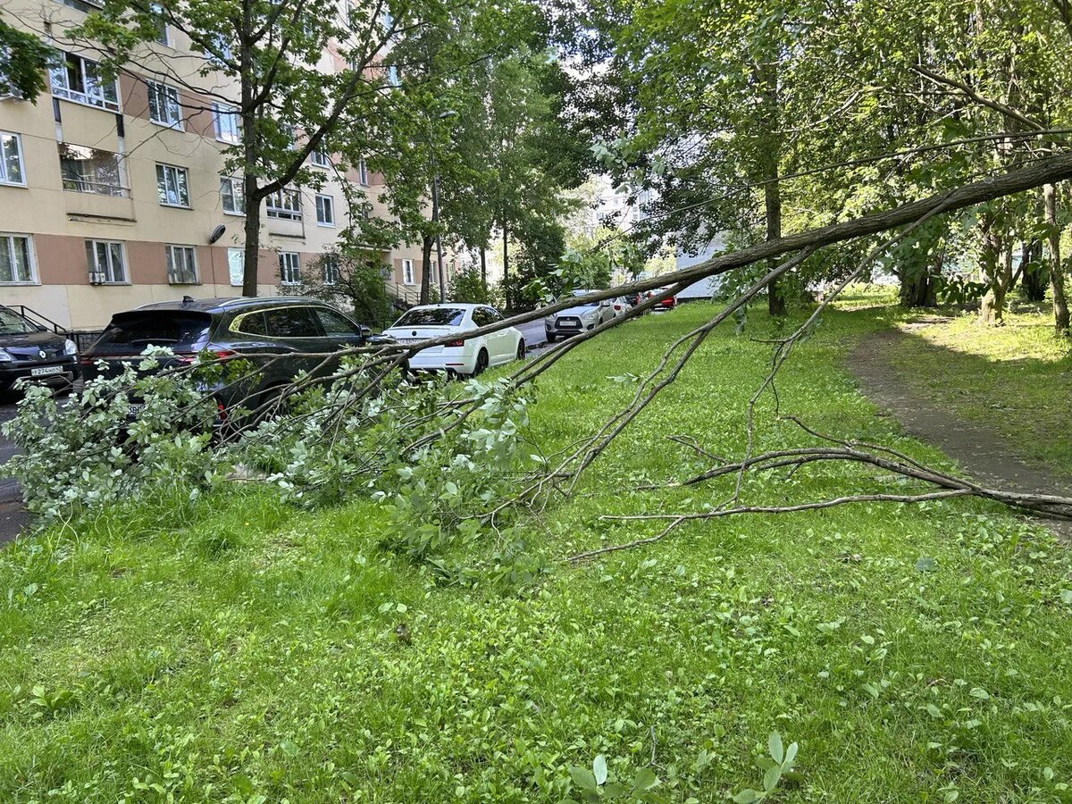    Фото: читатель Gazeta.SPb