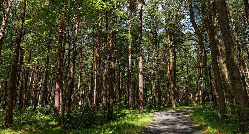    Лесопарк «Дубровицкий лес» в Подольске / Медиасток.рф