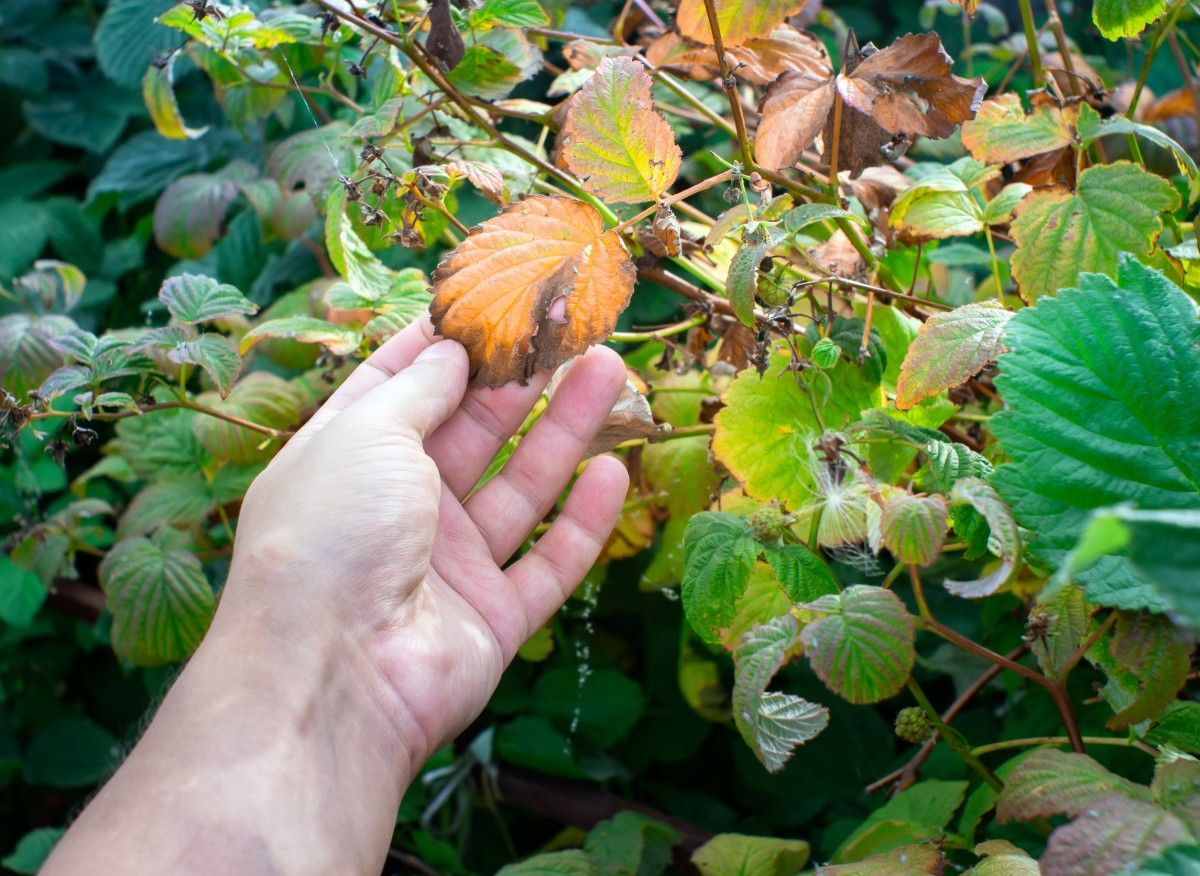 чем болеет малина чаще всего