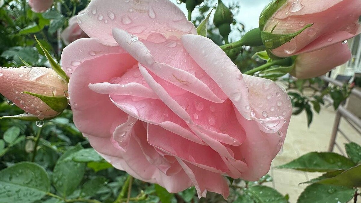    Фото: телеканал «Краснодар»