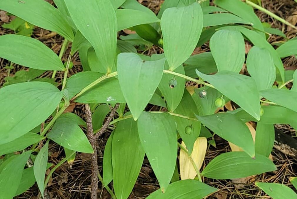    В столичных парках зацвели редкие растения