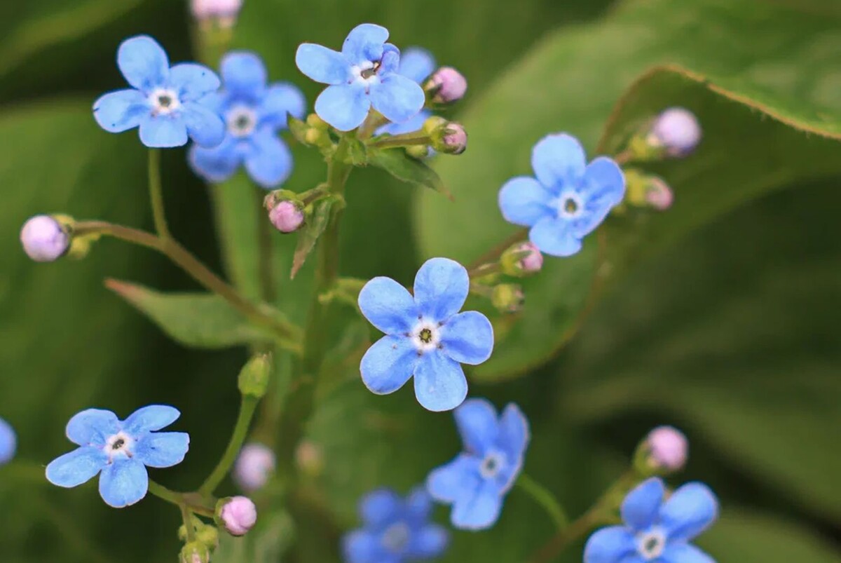    В столичных парках зацвели редкие растения