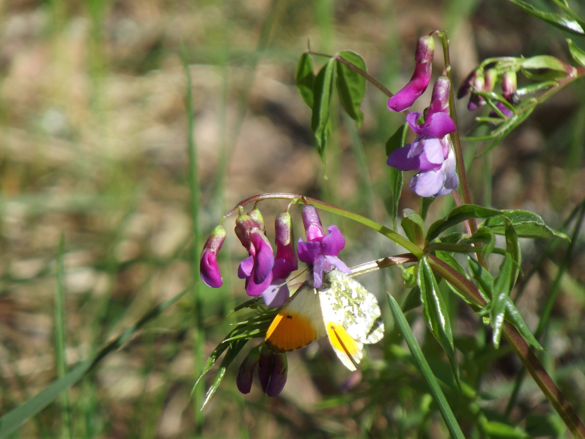 Фото от 10.05.20, самец зорьки на чине весенней