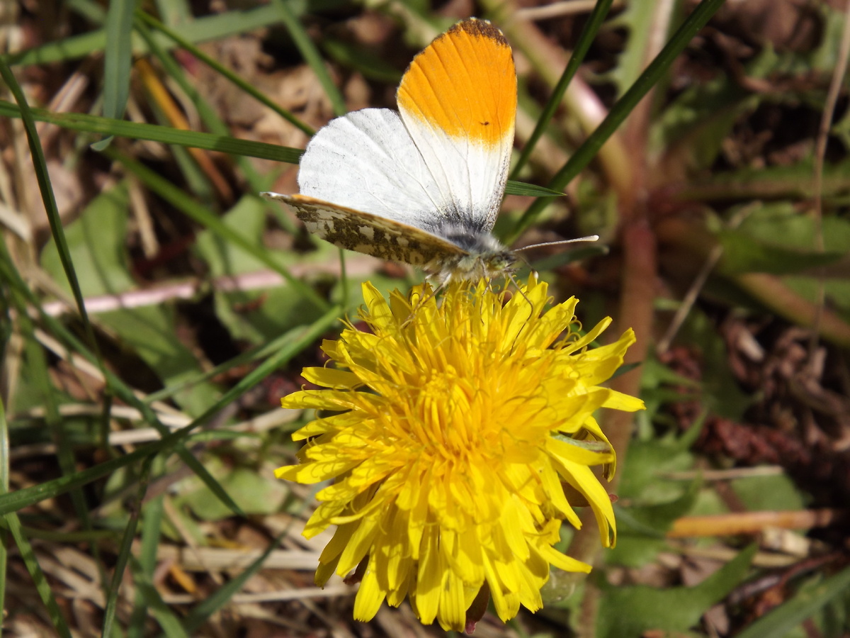 Зорька, 9 мая 2025