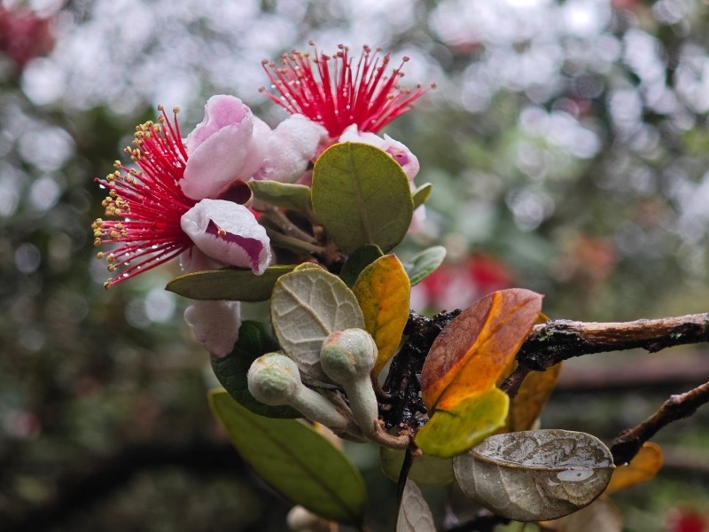    Фото: пресс-служба Сочинского национального парка