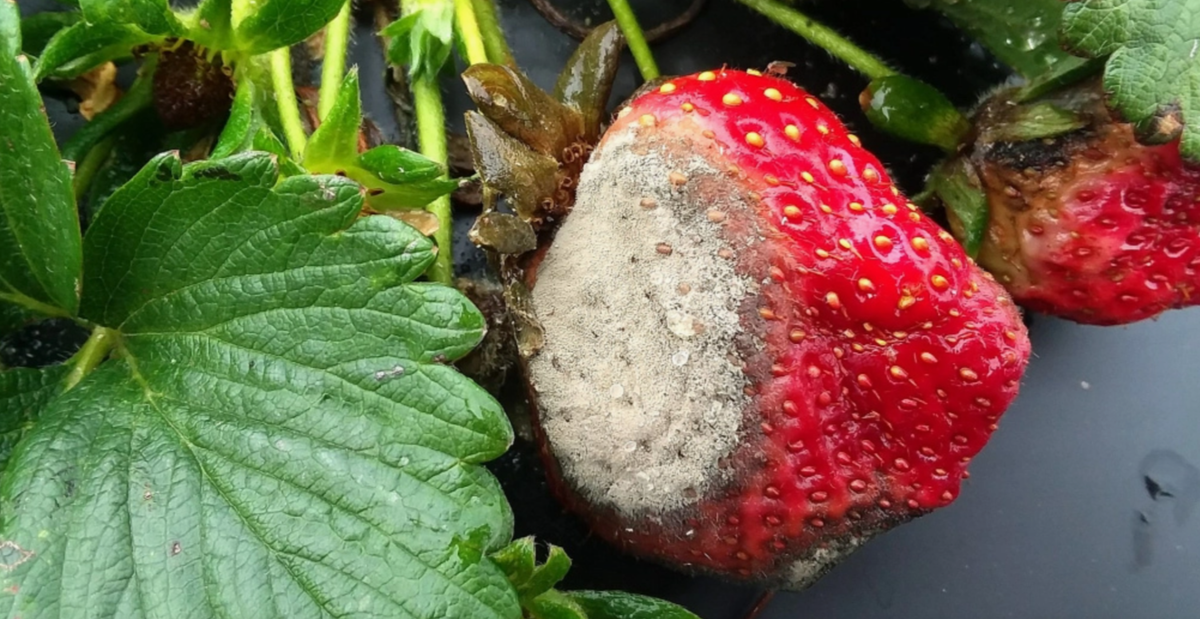 Серая гниль (Botrytis cinerea) на ягоде клубники