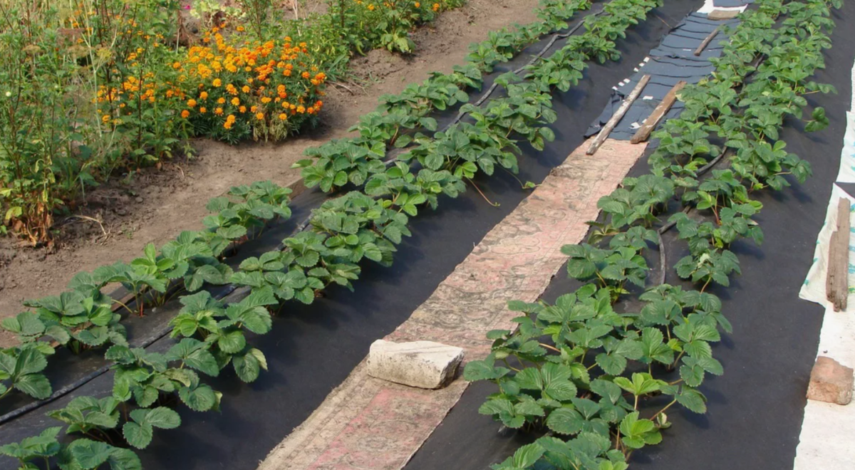 как создать идеальные условия для клубники