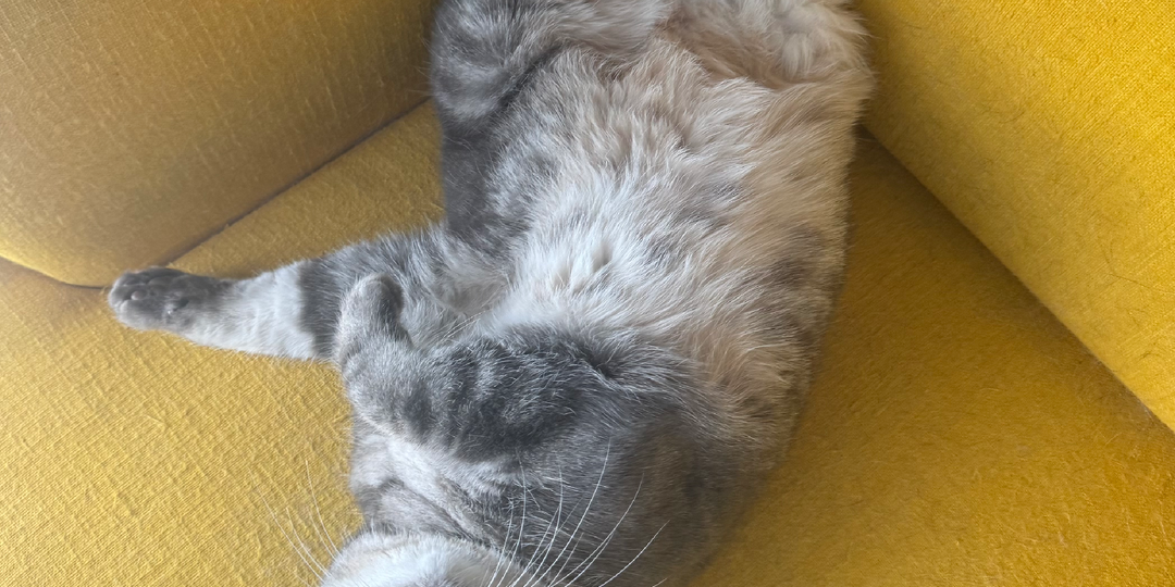 Пушистые новости от Кати и Бэнни. Выпуск 2