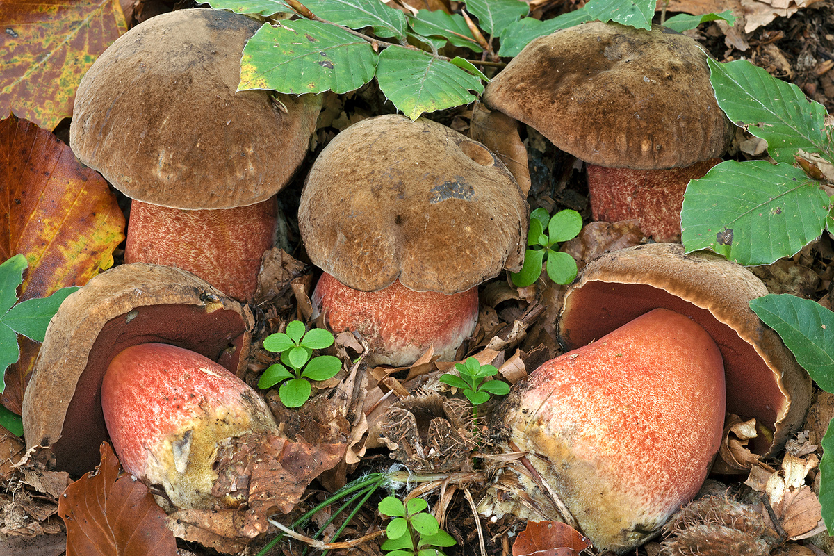Дубовик крапчатый (Neoboletus luridiformis).
