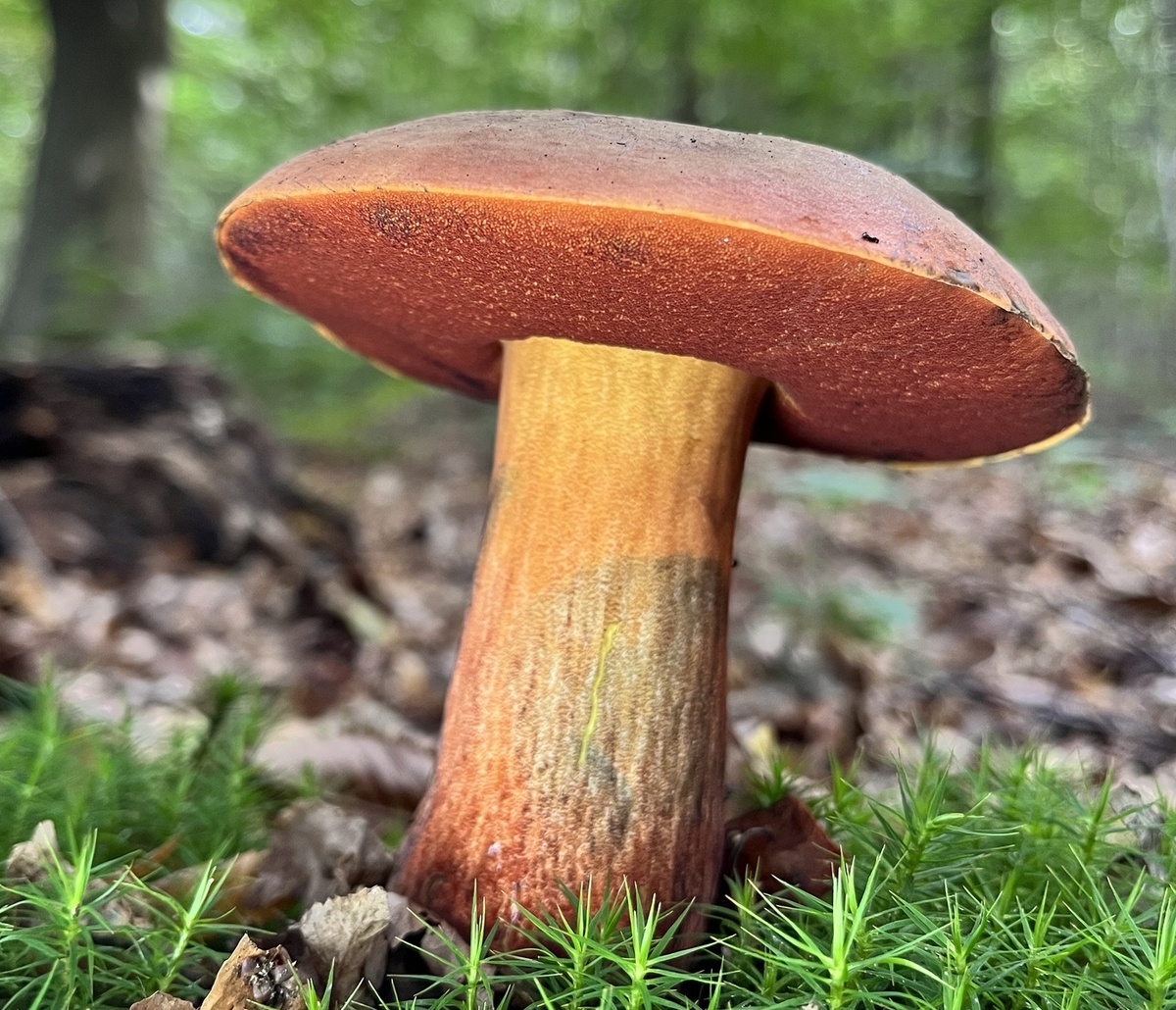 Дубовик крапчатый (Neoboletus luridiformis).