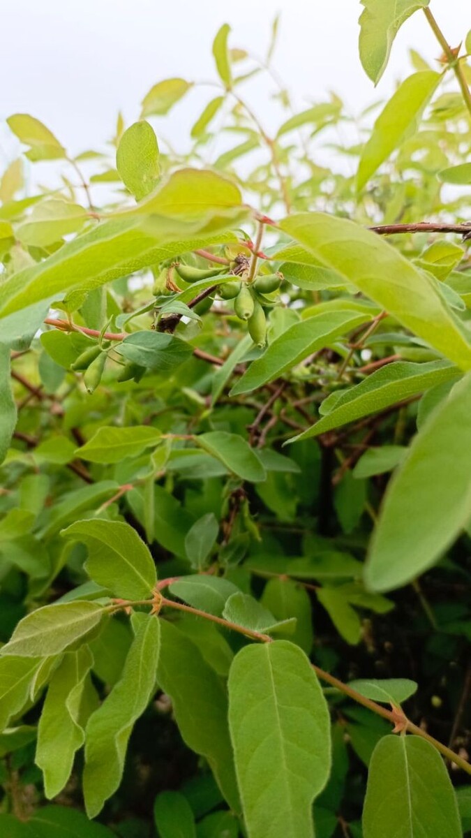 Еженедельный астропрогноз 23 – 29 июня 2025 года