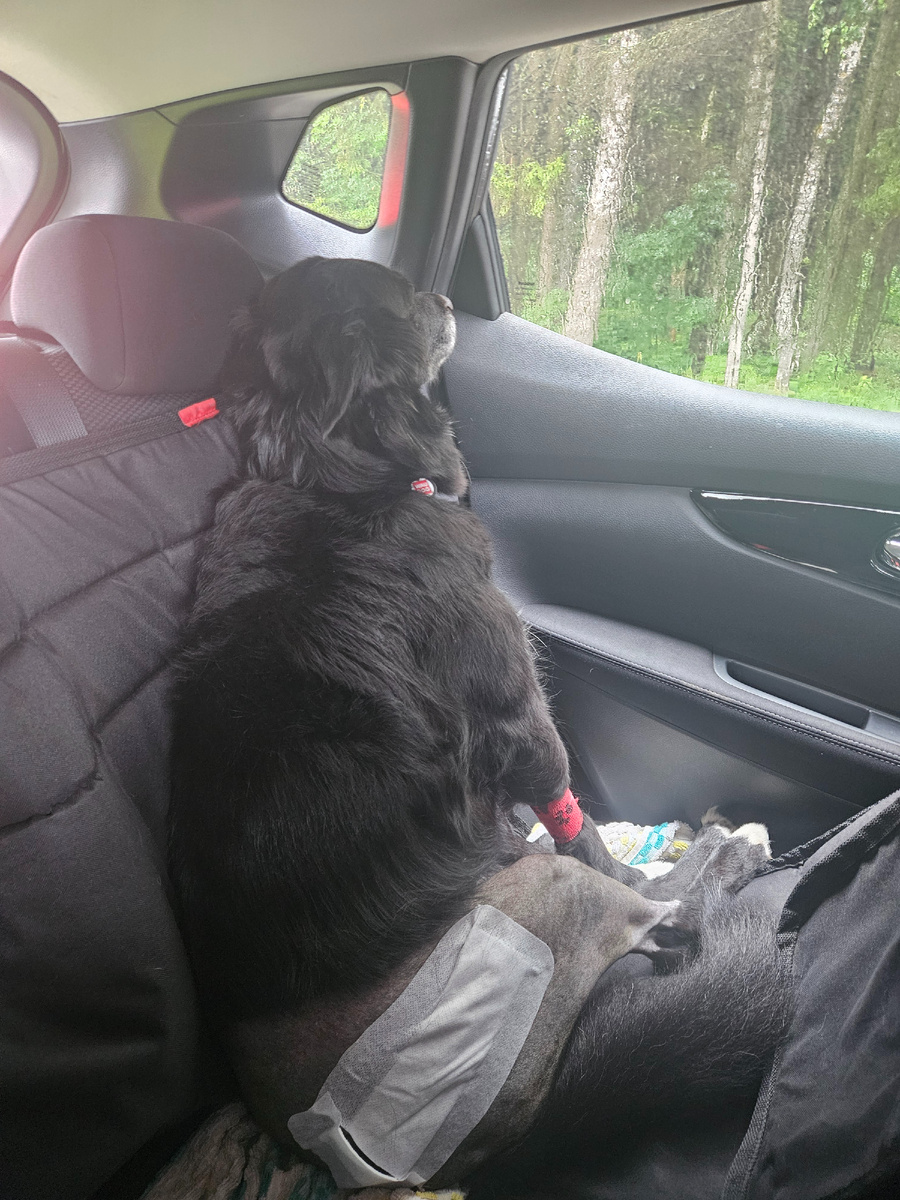 Дорога домой. Пёсоньку начинает отпускать, расслабляется и заыпает