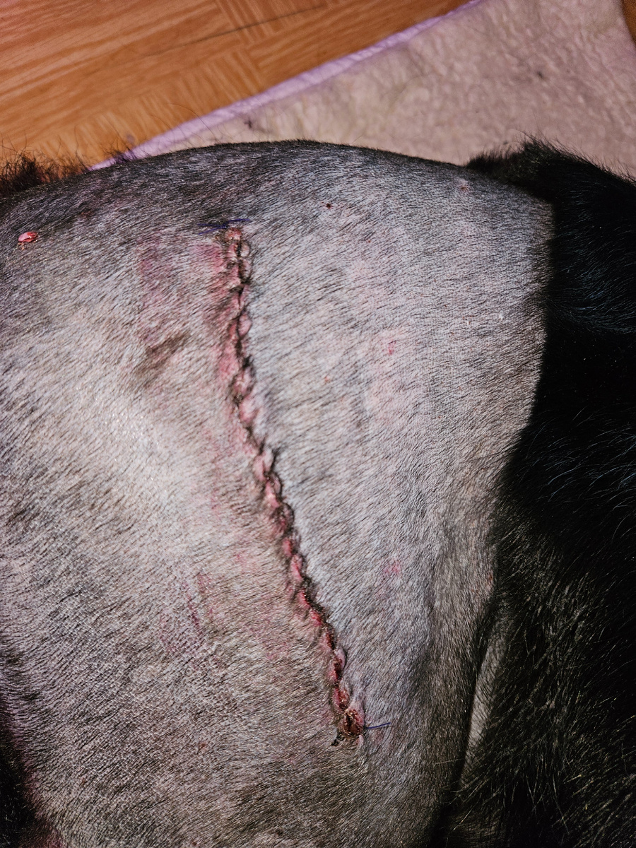 Так выглядит шов на четвертый день с даты опрации