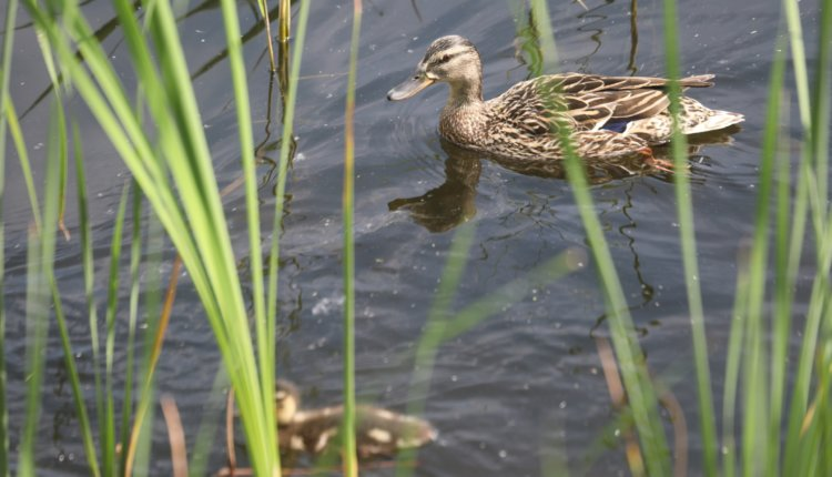 Источник новости: https://nia.eco/2025/06/16/104443/