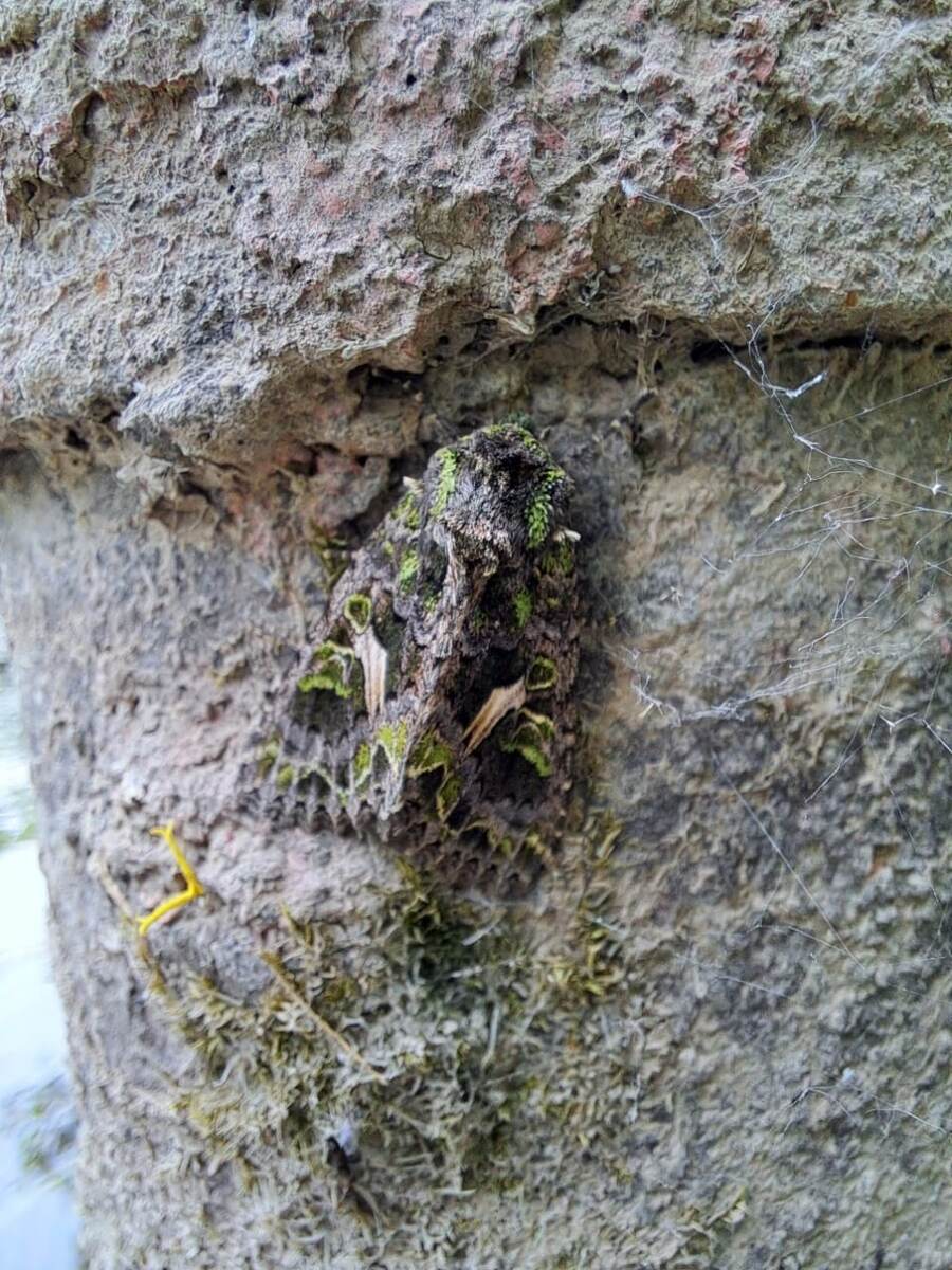 Вот она, крупным планом.