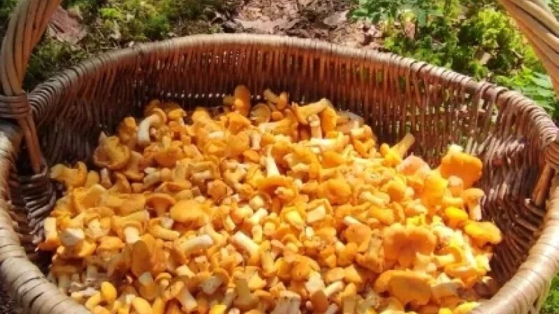     Улов Грибы и грибники Алтайского края