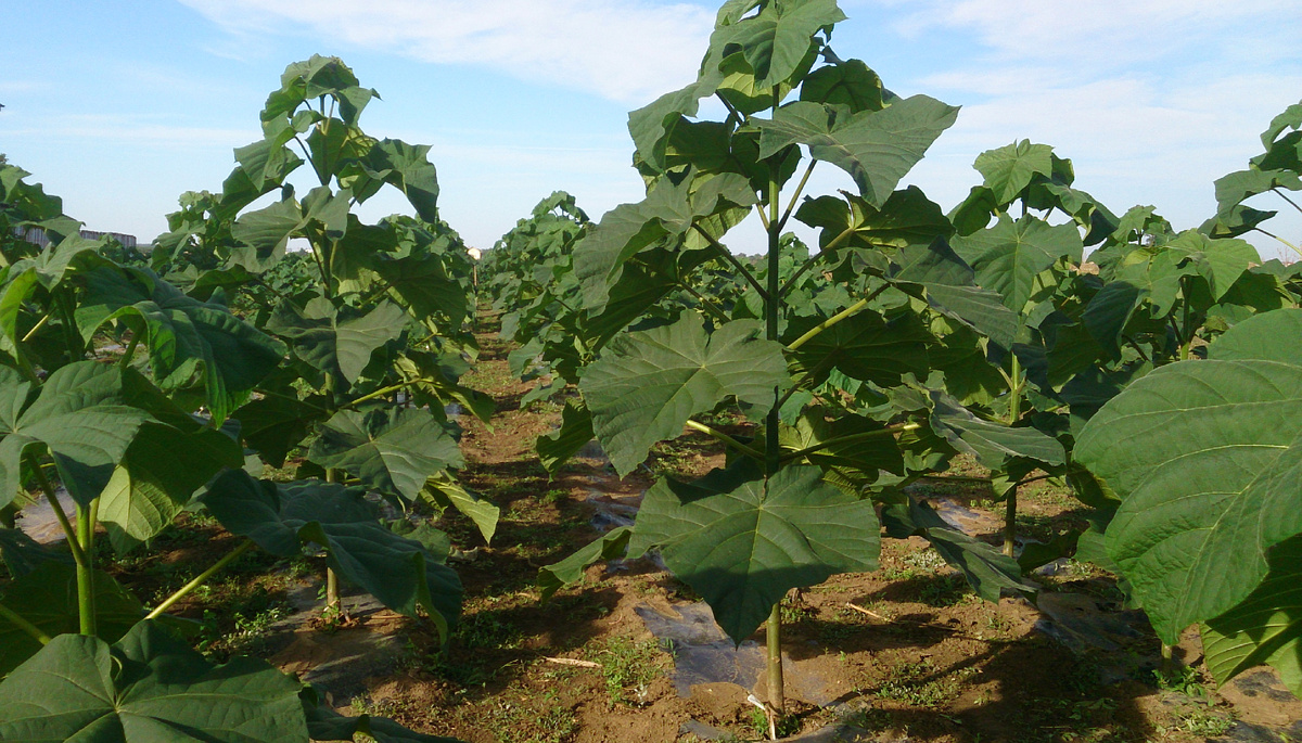 Открытый питомник Павловнии (Адамова дерева)